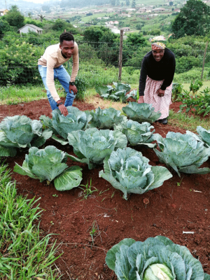 Garten Projekt